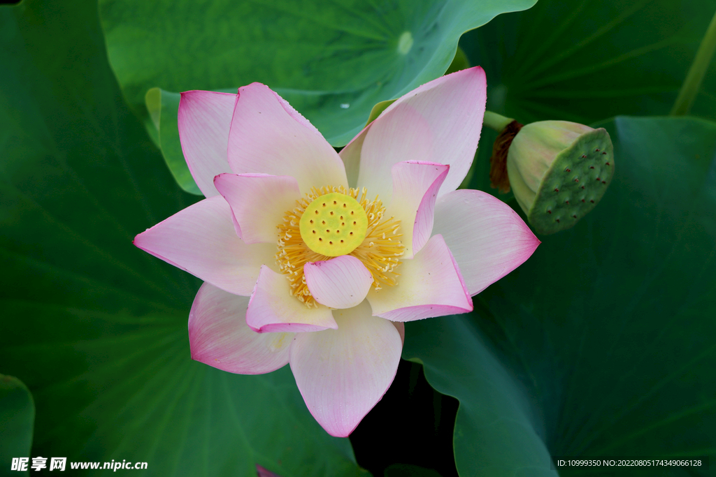 荷花