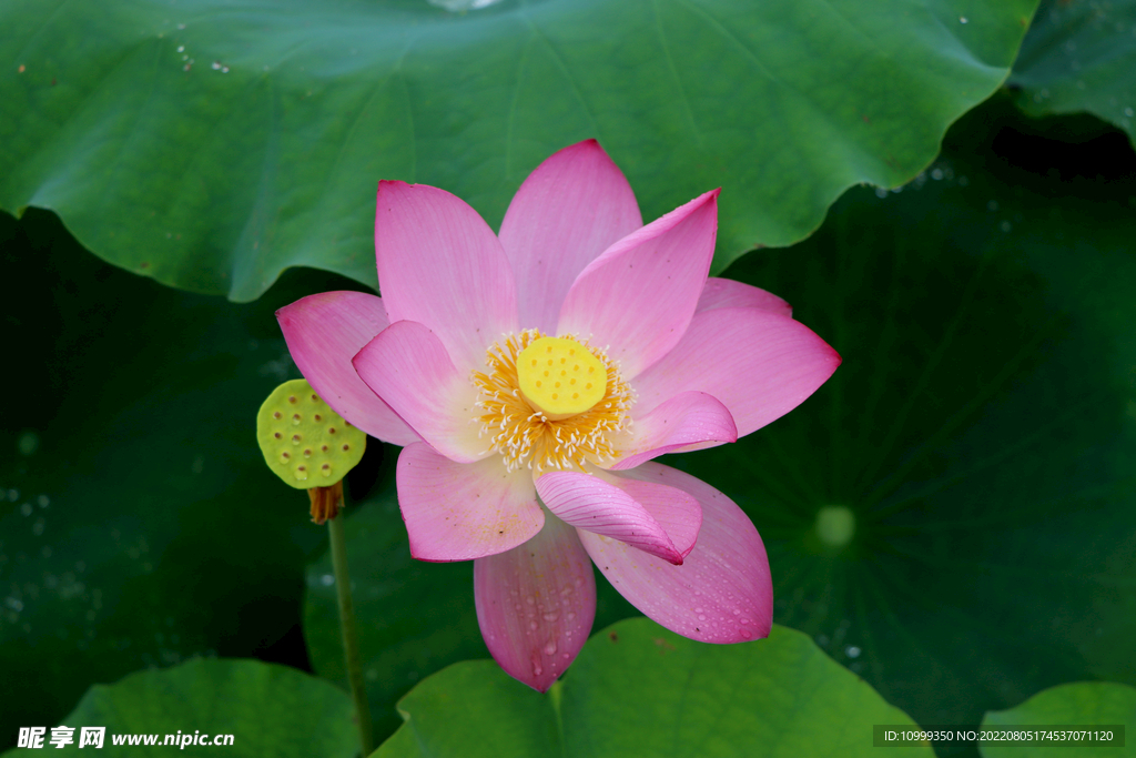 荷花