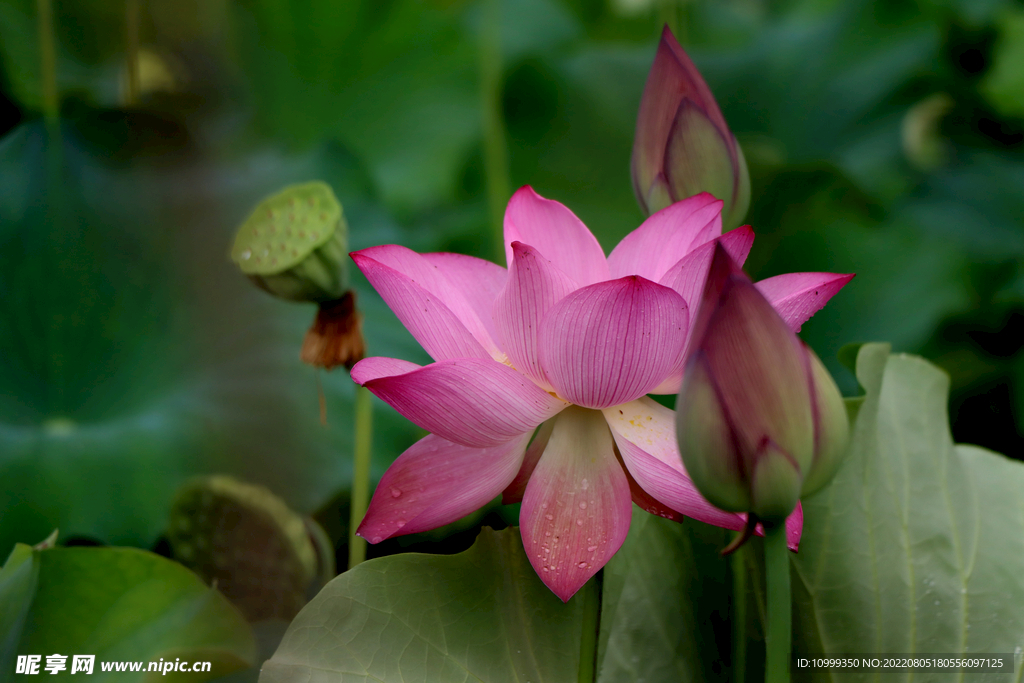 荷花盛开