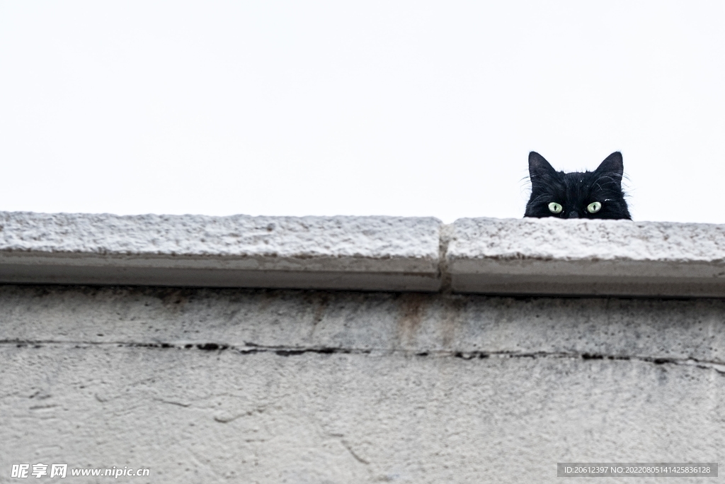  猫 偷看