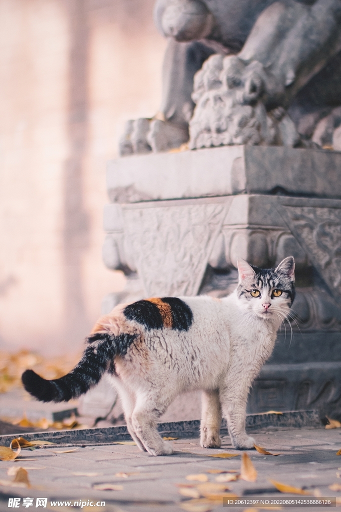  猫 猫摄影 猫素材 宠物猫 