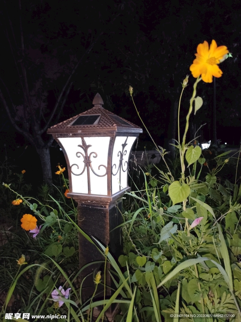 夜晚路灯和野花