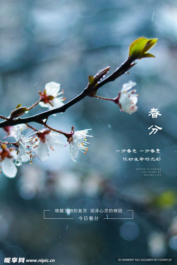 春分插画海报