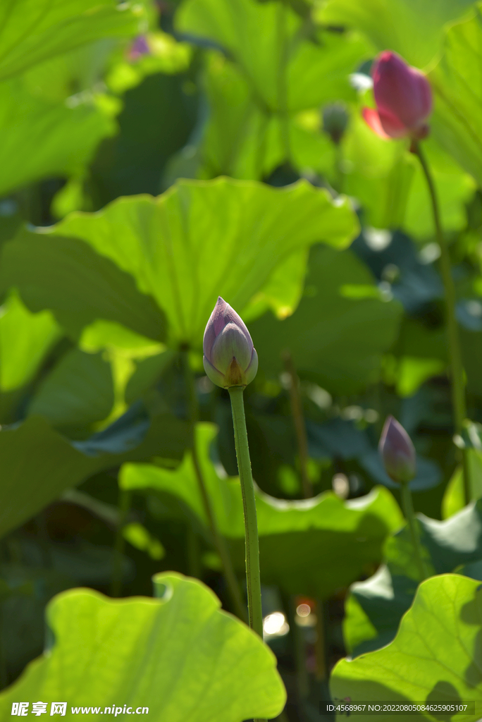 荷花
