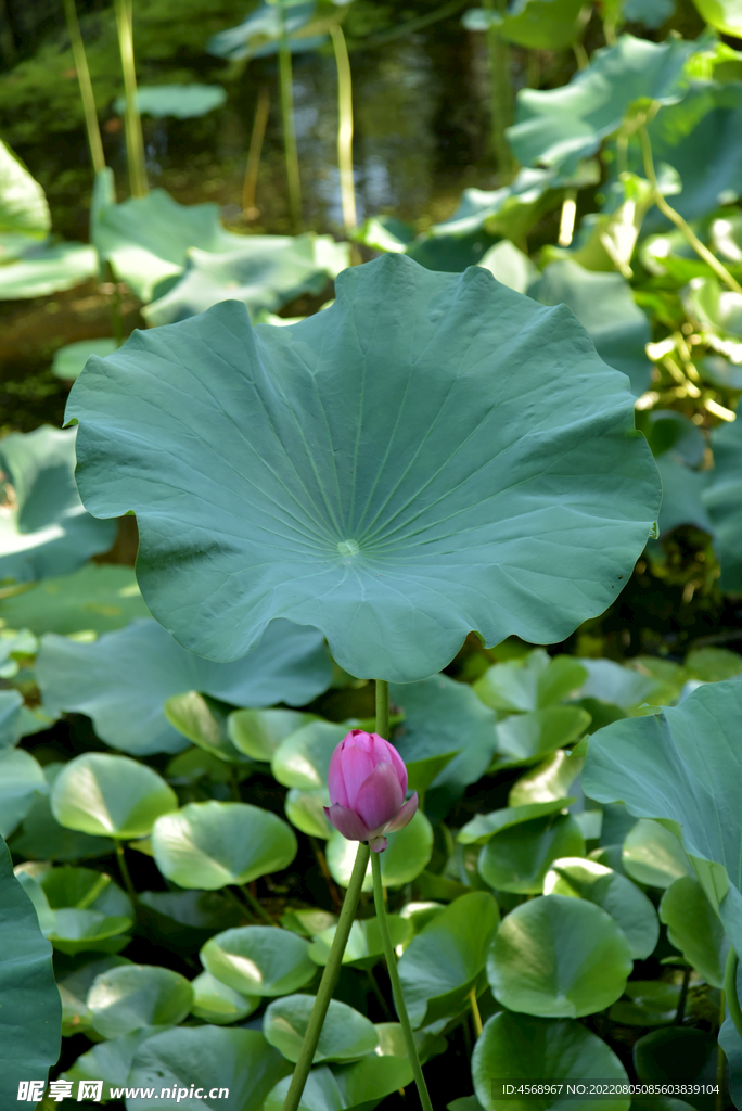 荷花