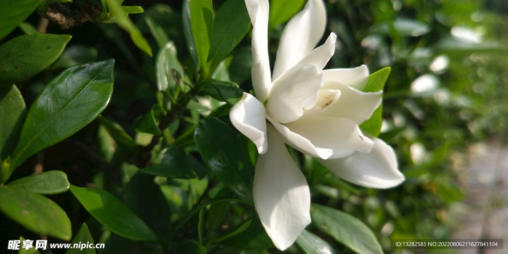 栀子花