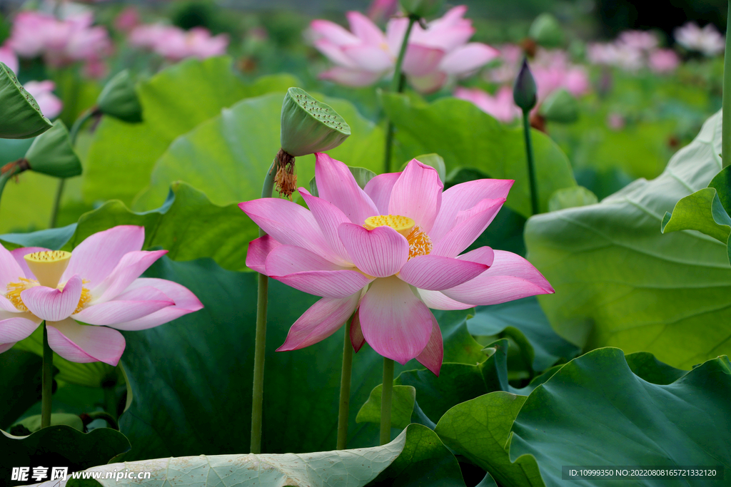 荷花