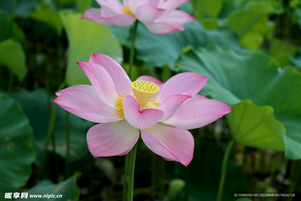 荷花