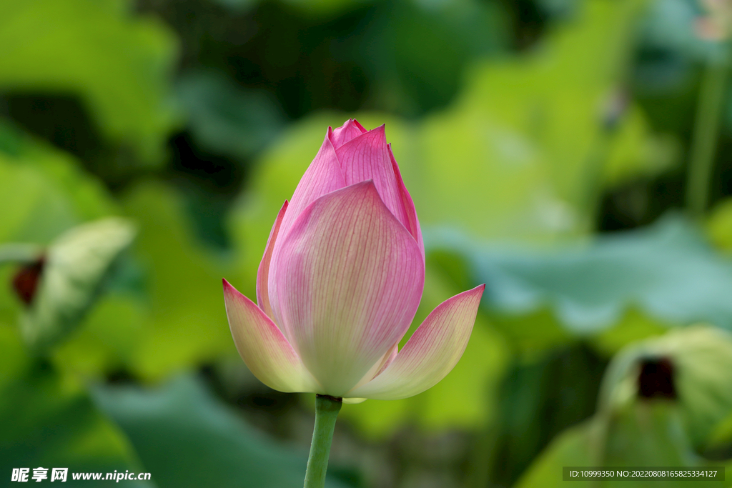 莲花花苞