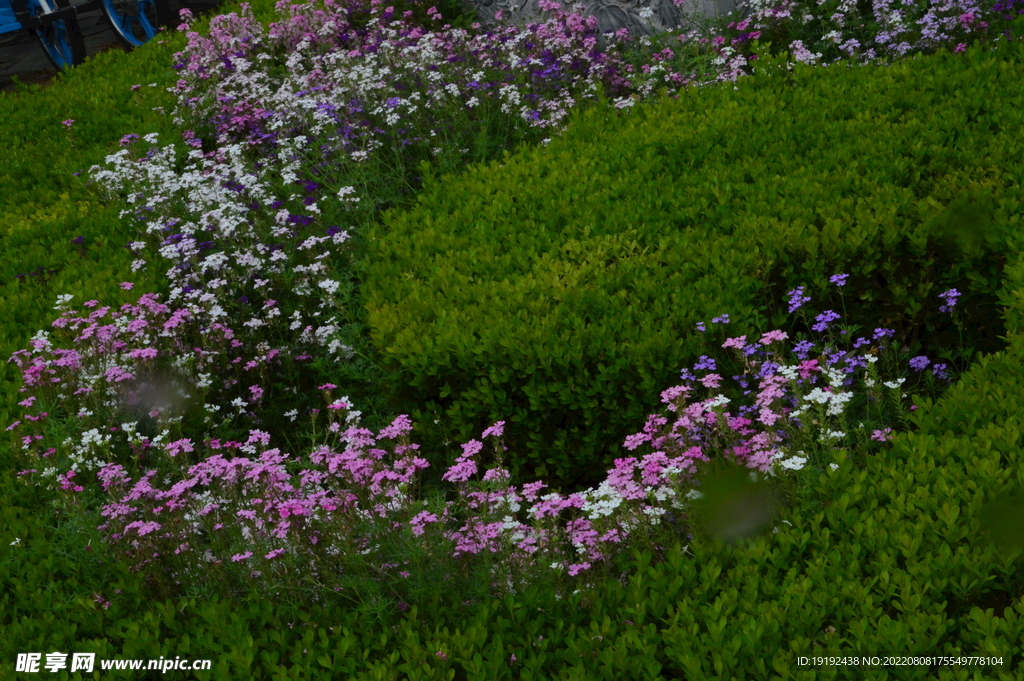 园林花草 