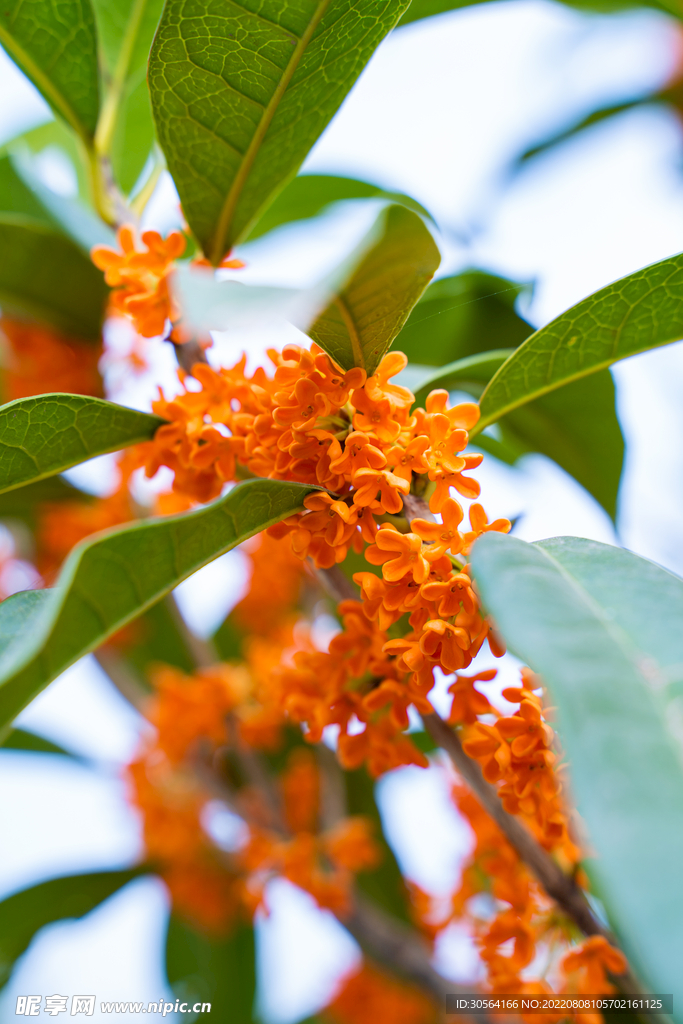 户外十月桂花花朵