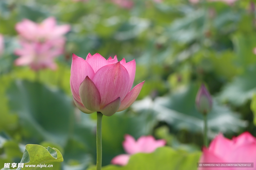 荷花花苞