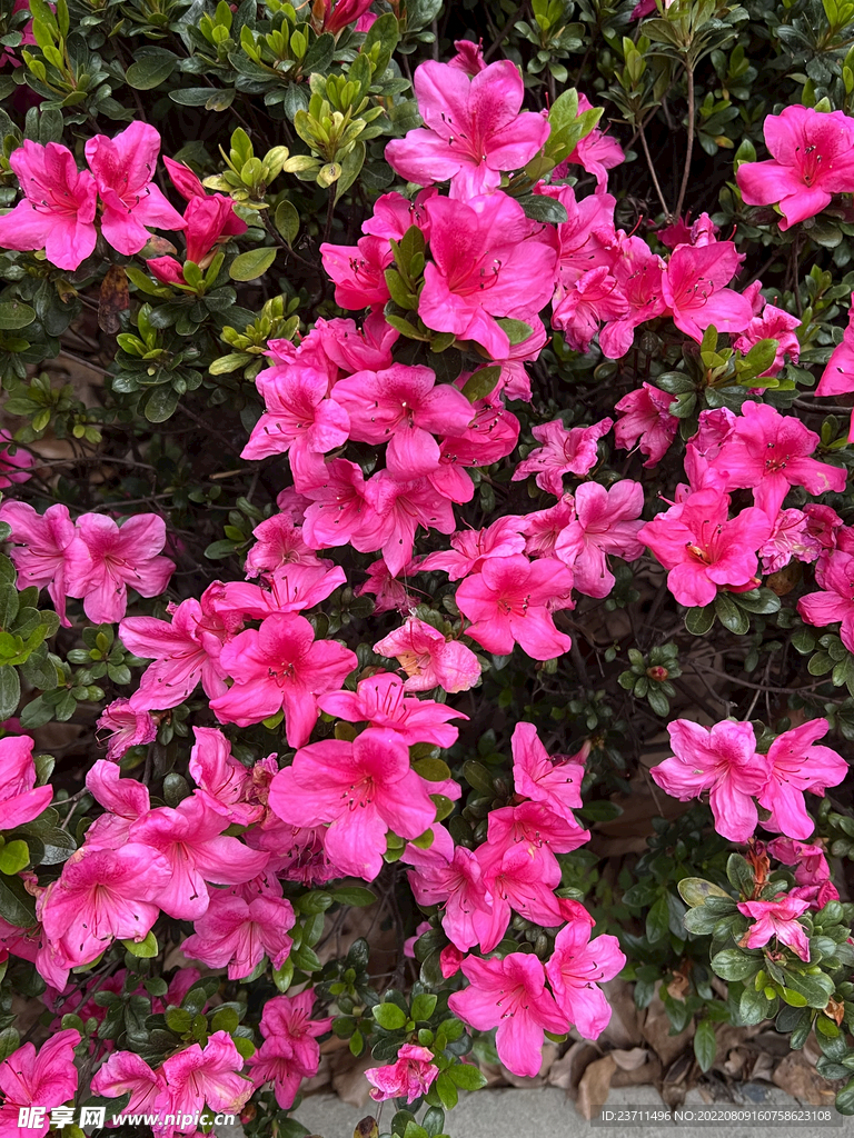 杜鹃花