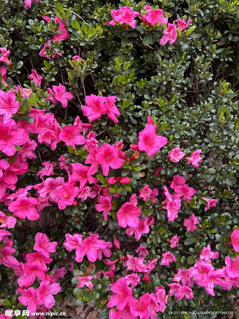 杜鹃花