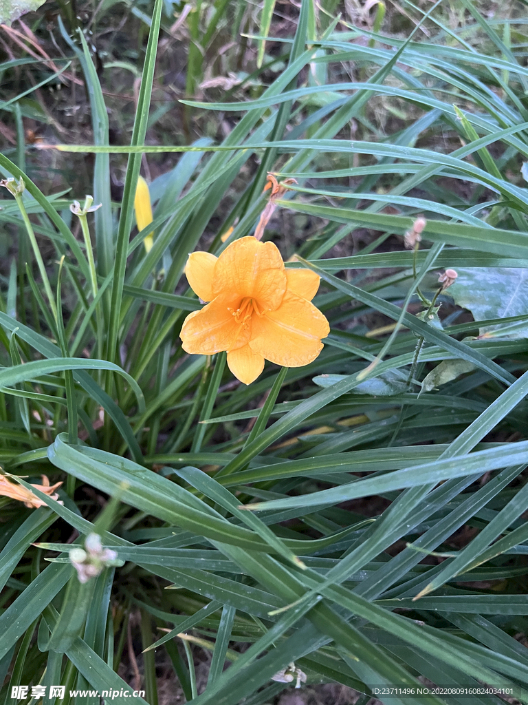 单瓣黄刺玫花