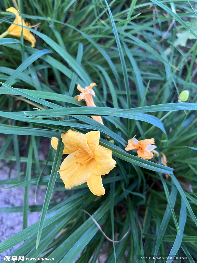 单瓣黄刺玫花