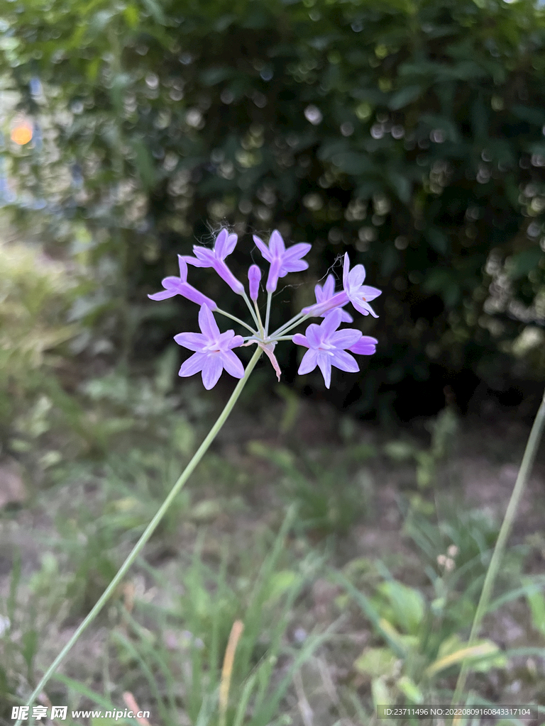 紫色的小花