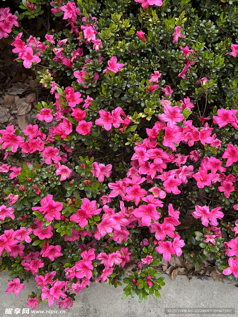 杜鹃花