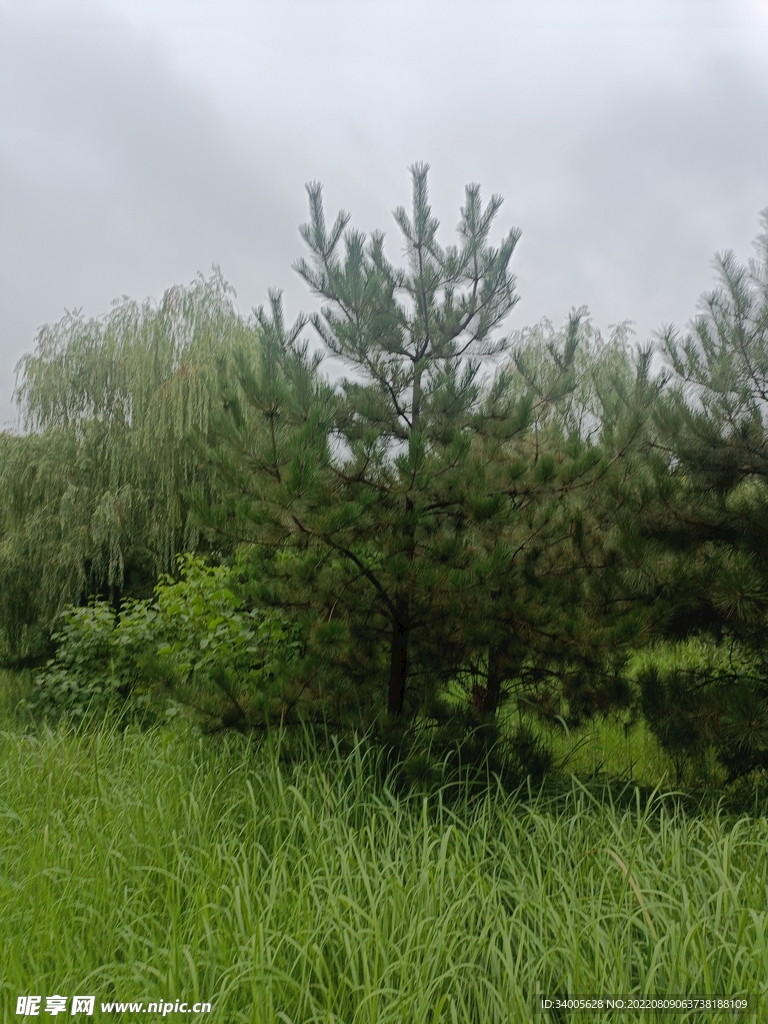 午后天空树木