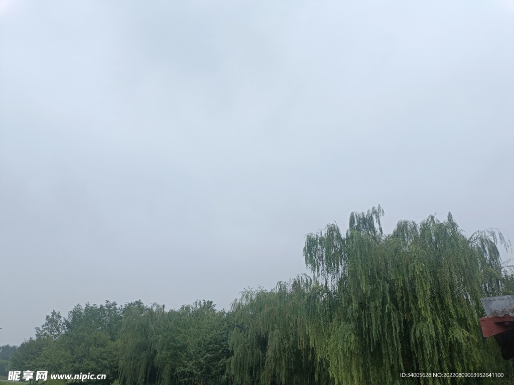 树木远景
