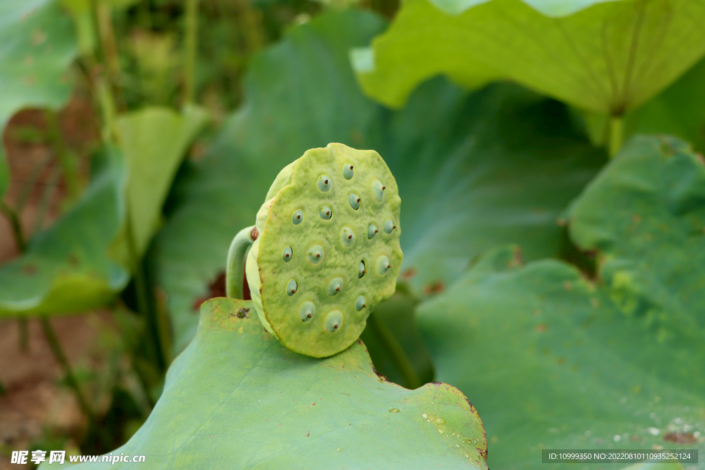  莲蓬莲子