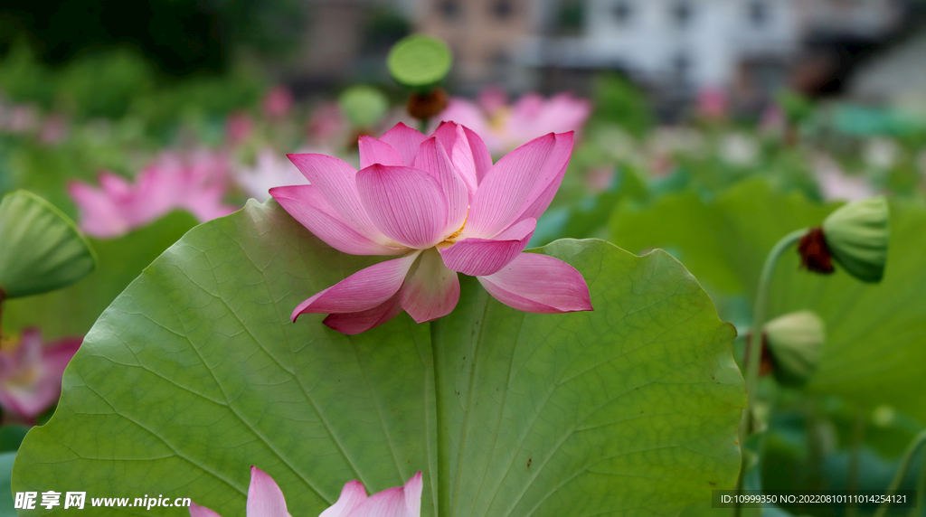 荷花