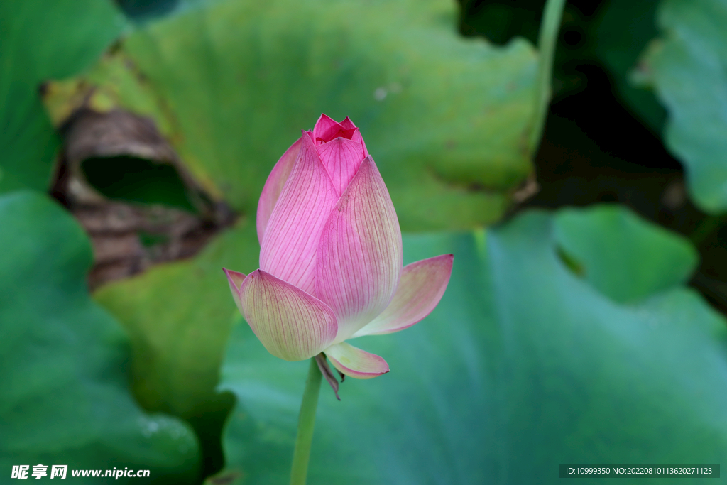 莲花花苞