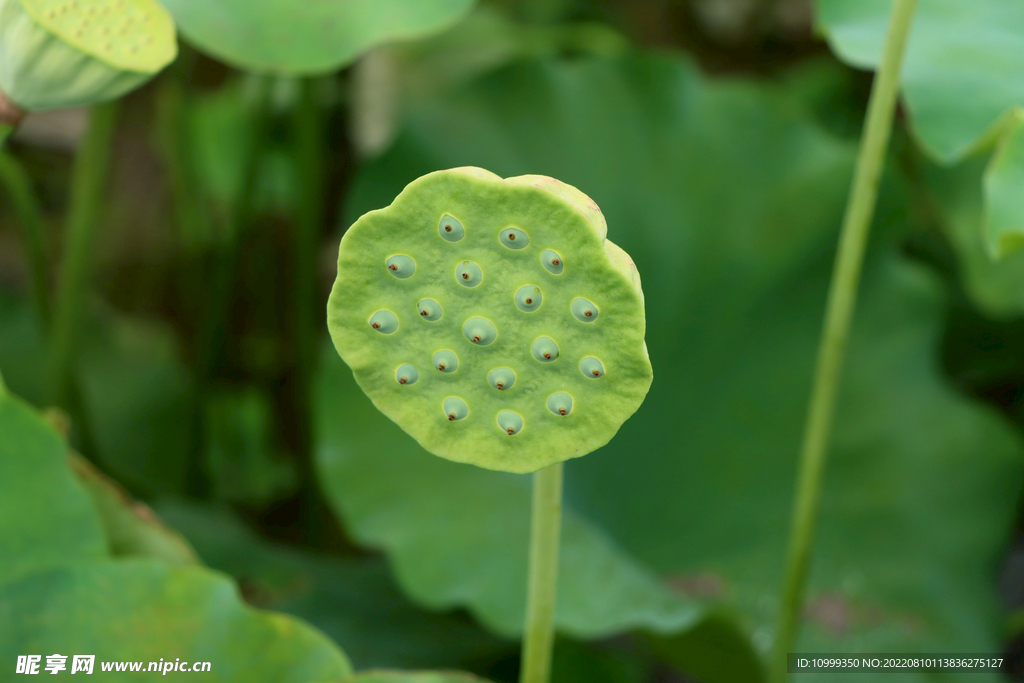 莲蓬莲子