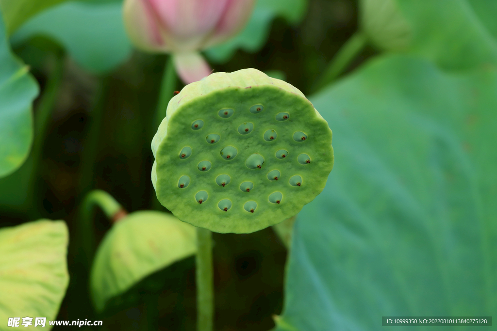 莲蓬莲子