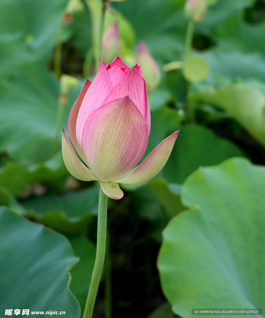 莲花花苞