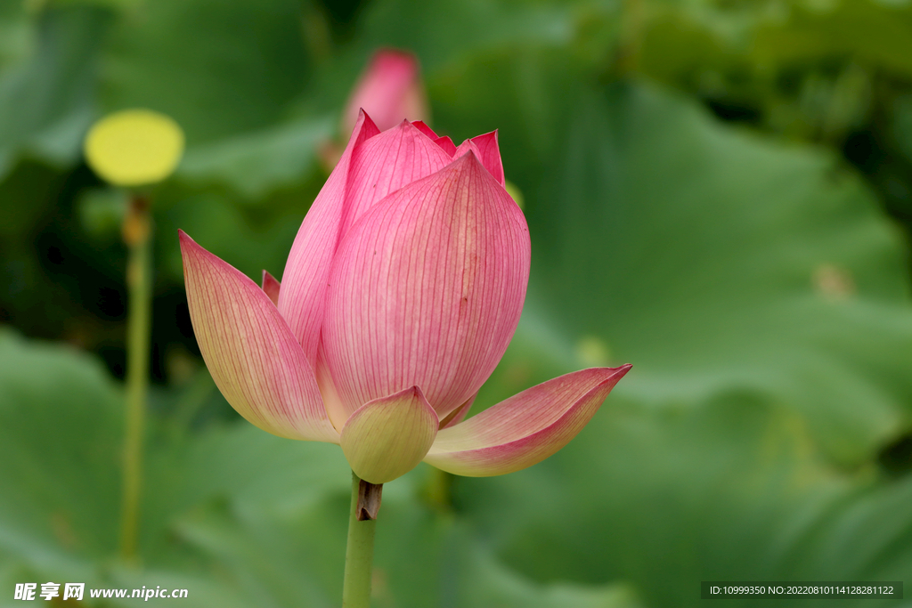 莲花花苞