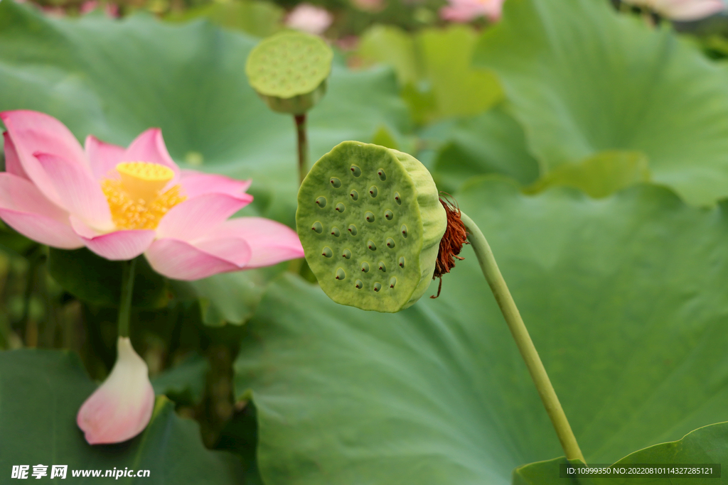 莲蓬莲子