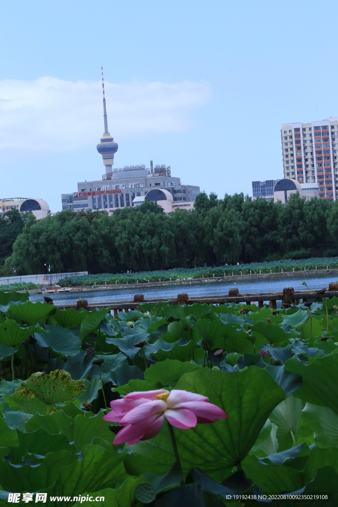 公园风景
