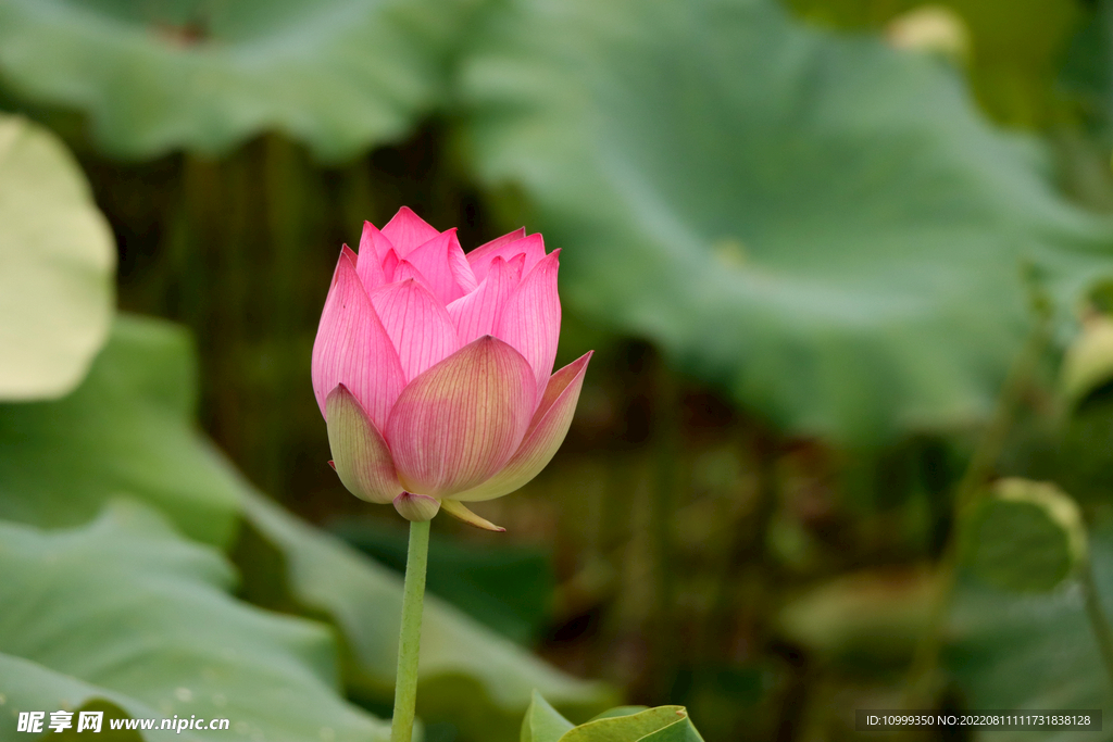 莲花花苞