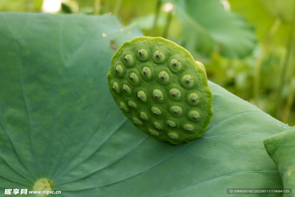 莲蓬莲子