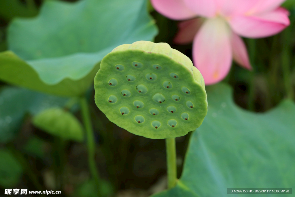 莲蓬莲子