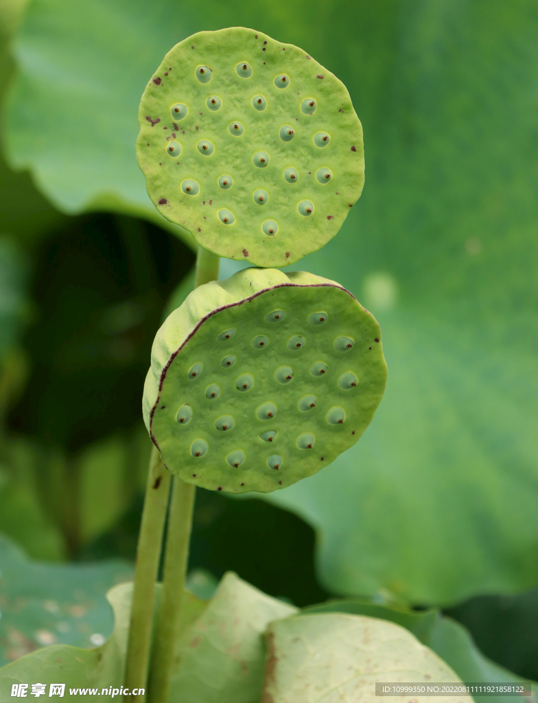 莲蓬莲子