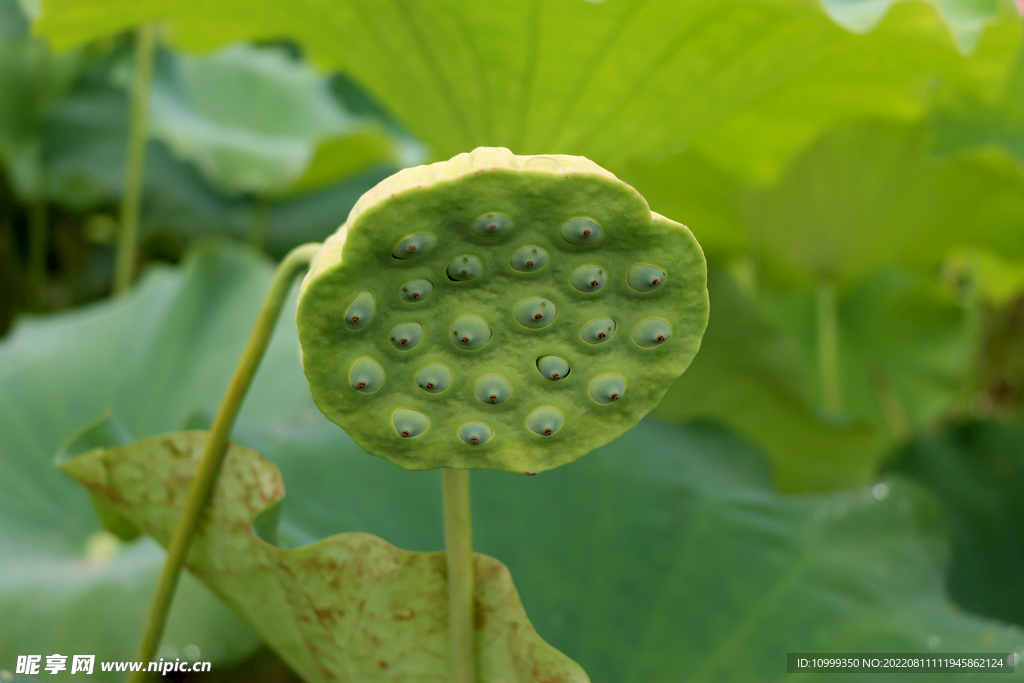 莲蓬莲子