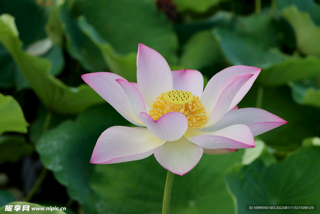 莲花