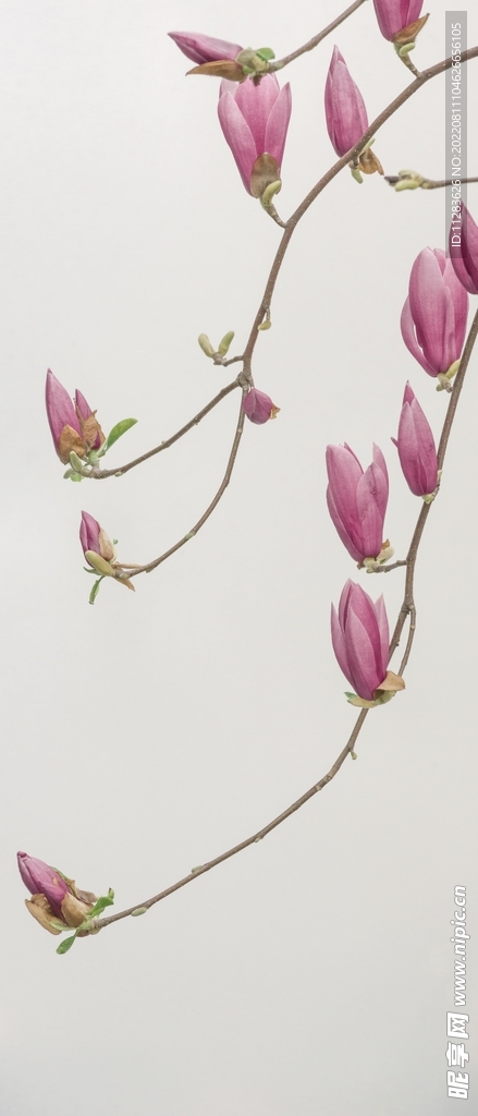 玉兰花
