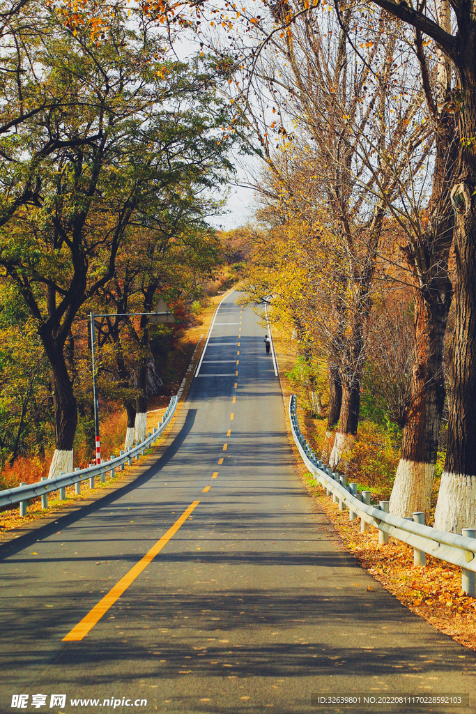  林间公路