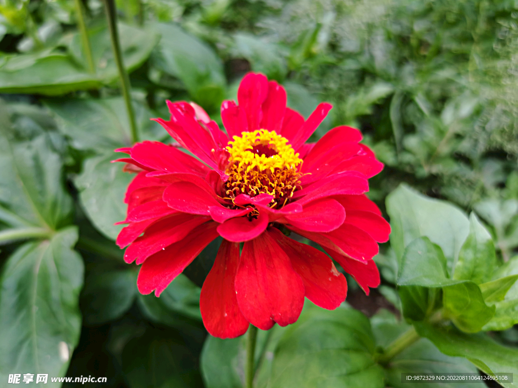 百日菊