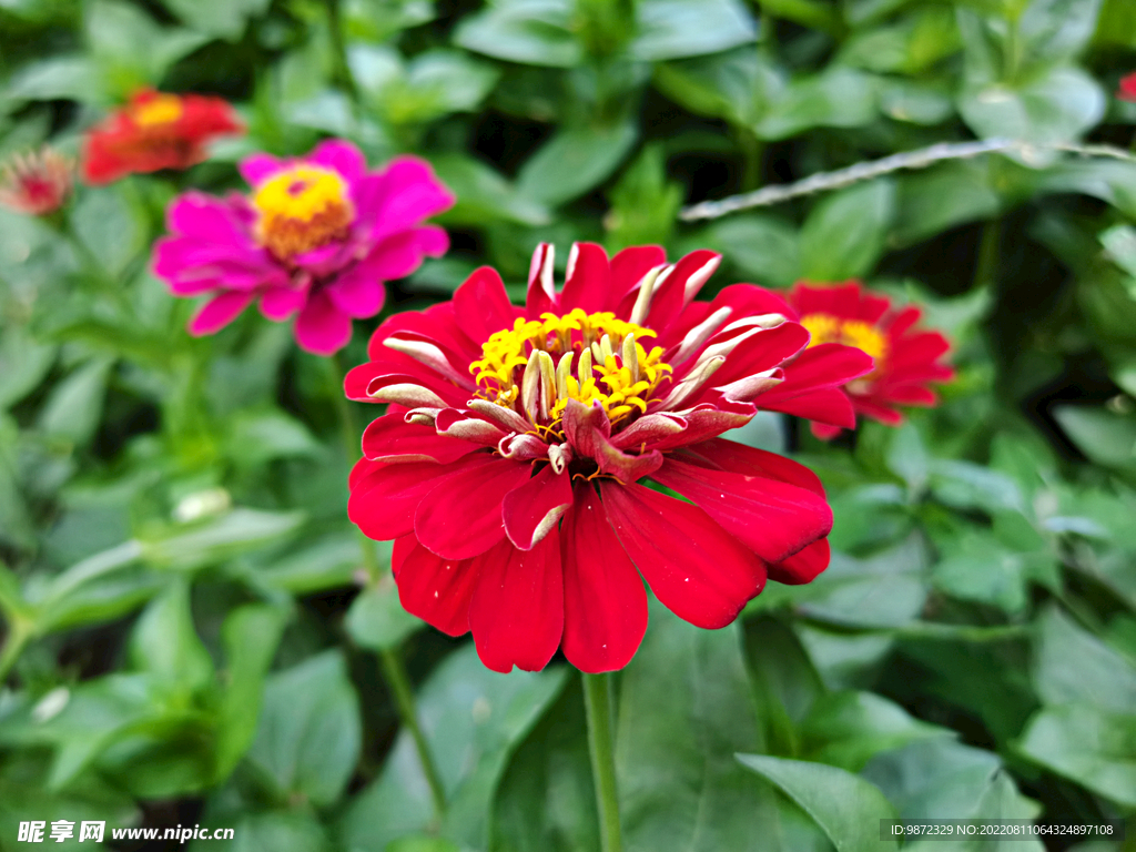 百日菊