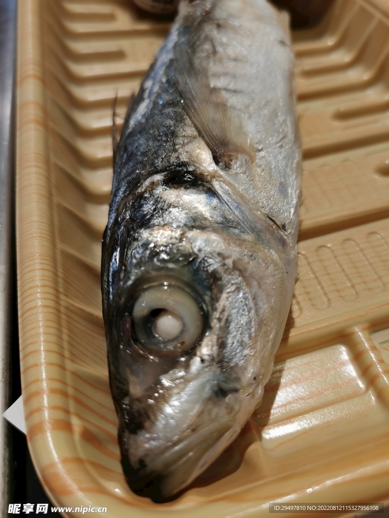 海鱼