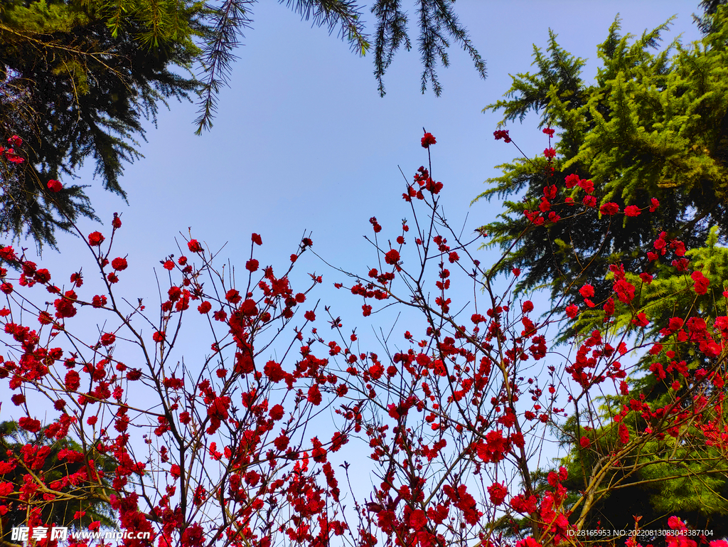 春天风景花卉梅花