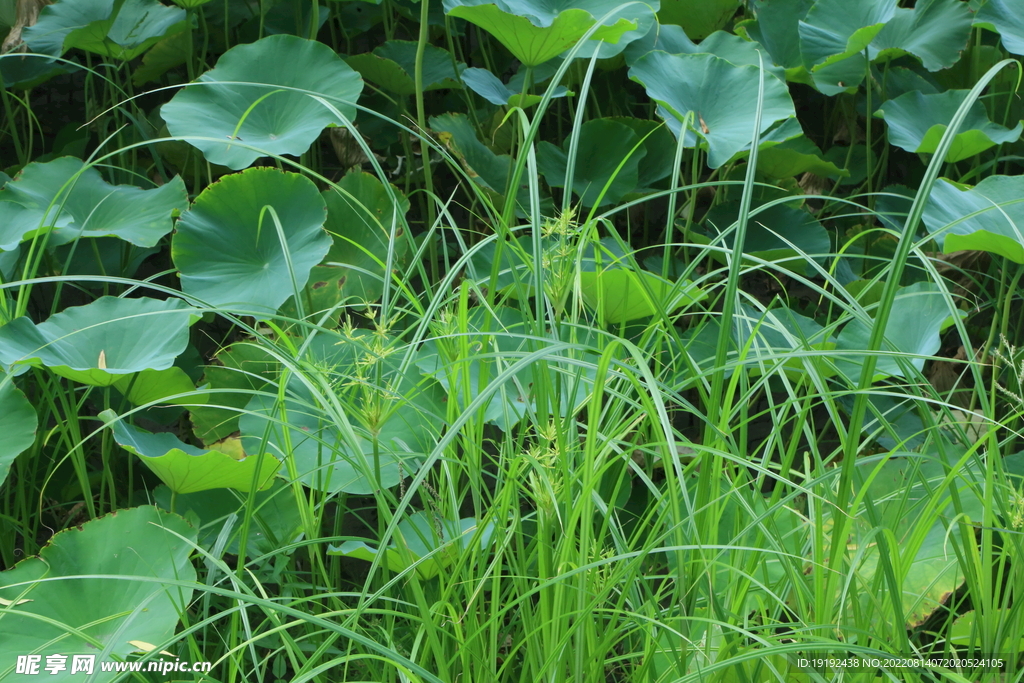 荷塘莎草 