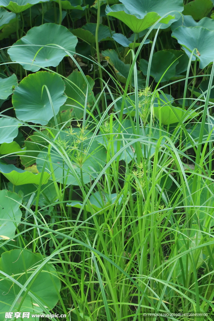 荷塘莎草 