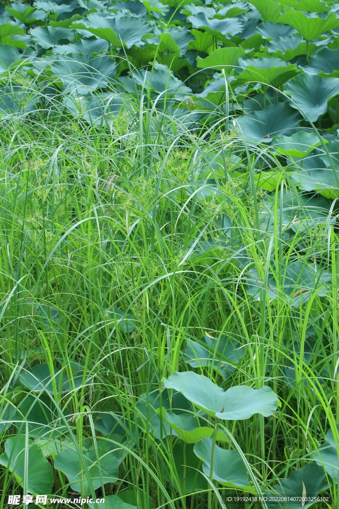 荷塘莎草 