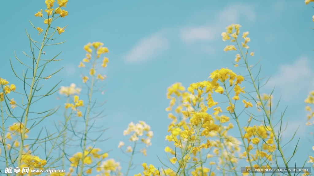 油菜花