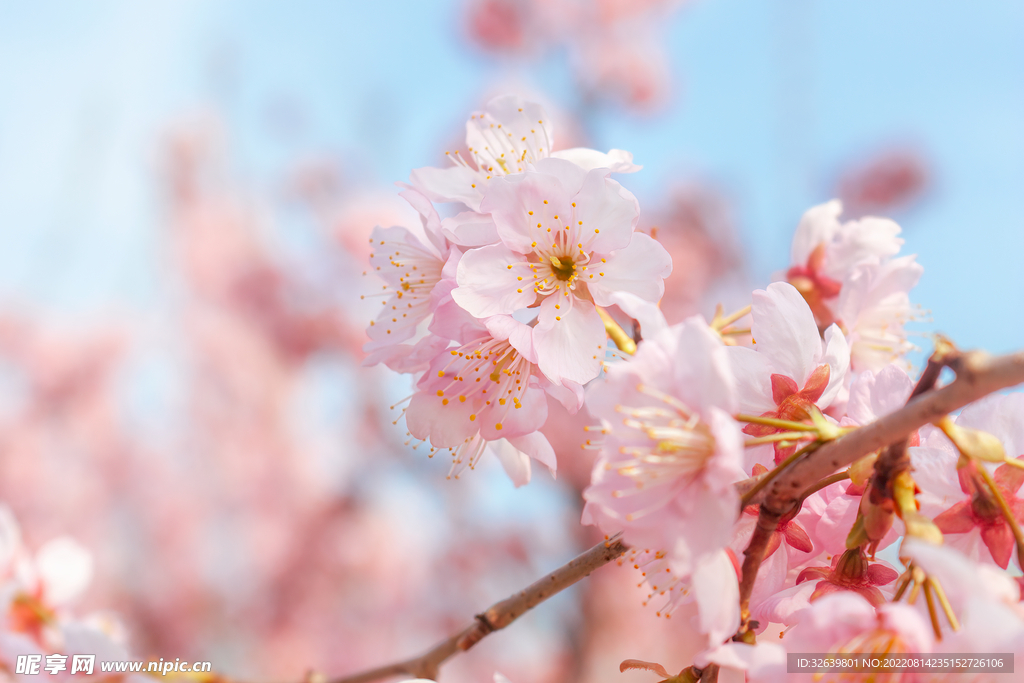 樱花